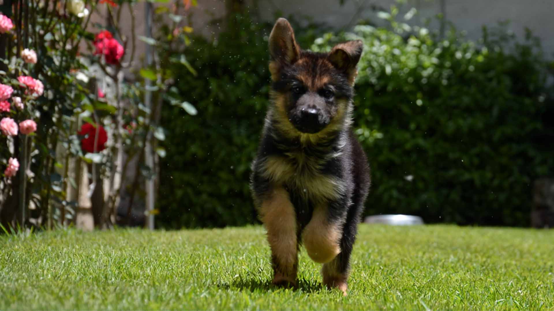 Cachorro corriendo hacia el frente