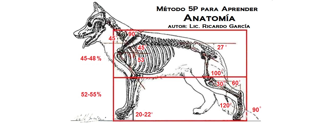 Método 5P Aprende Anatomía