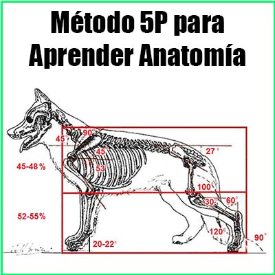 Metodo para comprender la anatomia del perro pastor alemán