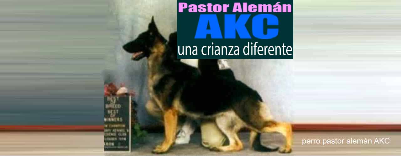 Pastor Alemán típico del American Kennel Club