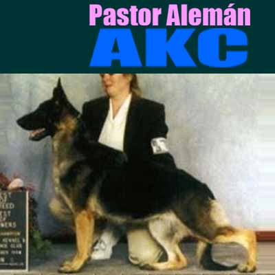 Pastor Alemán AKC vs. SV