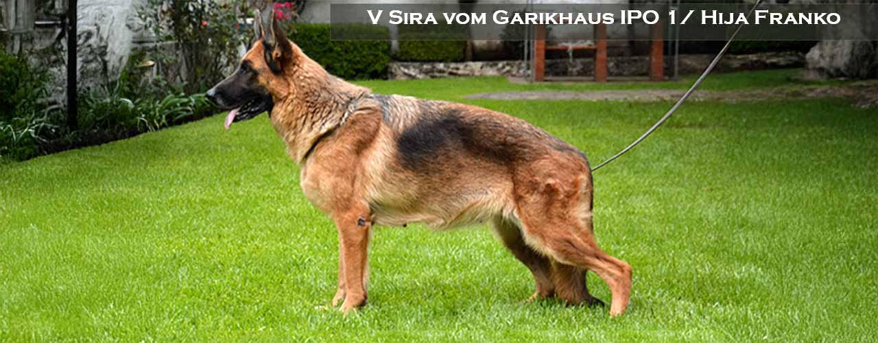 Sira vom Garikhaus Alfa 2019