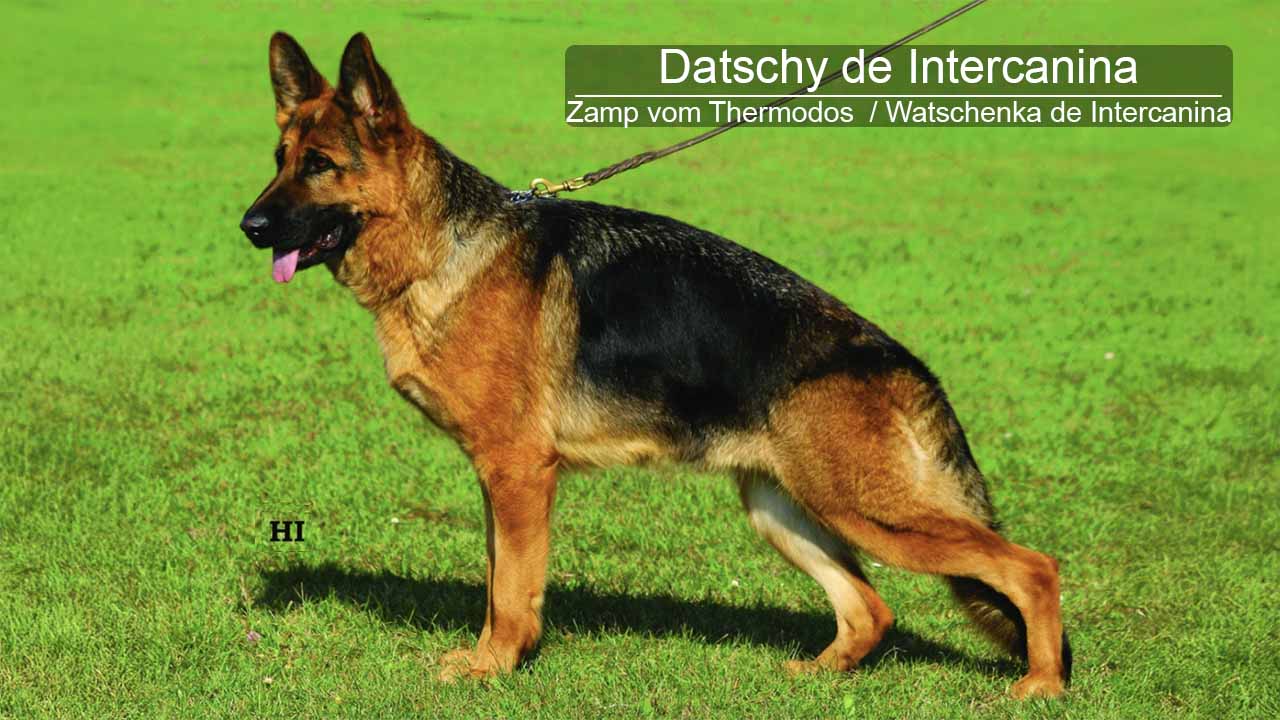 Datschy de Intercanina