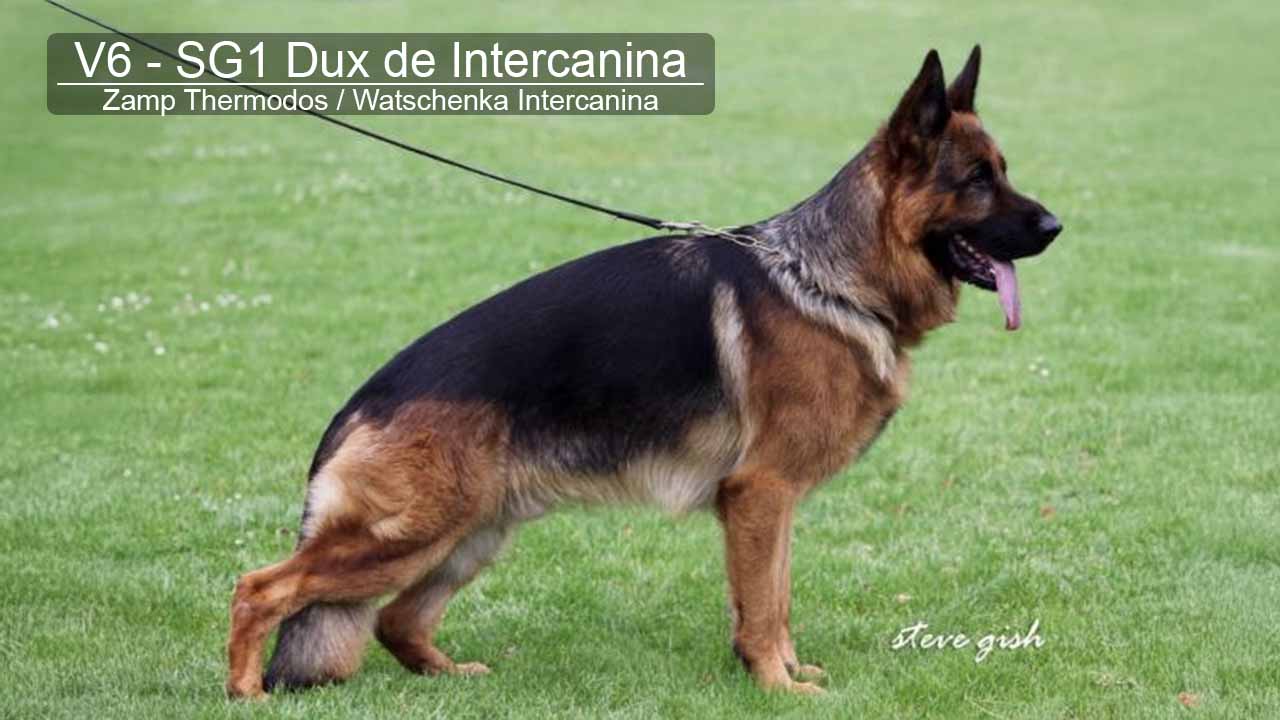 Dux de Intercanina