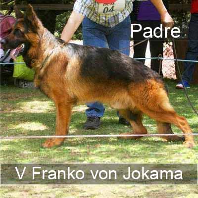Franko vom Jokama