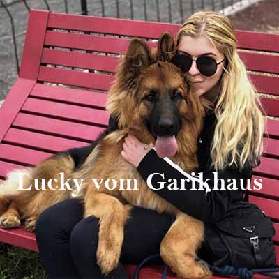 Pastor Alemán Pelo Largo