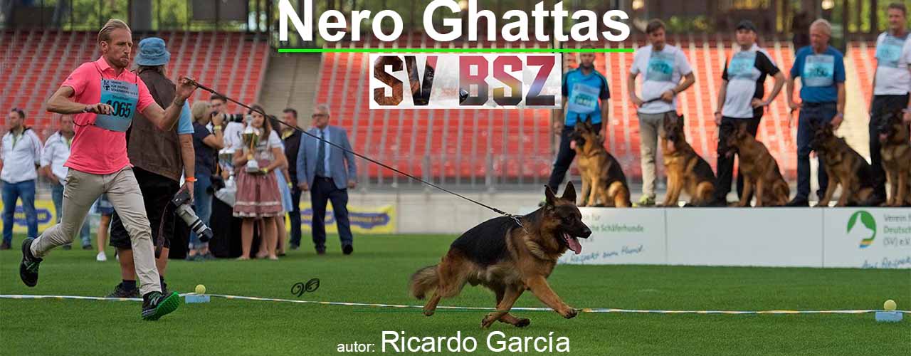 Nero Ghattas trotando