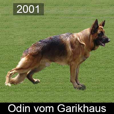 Odin vom Garikhaus