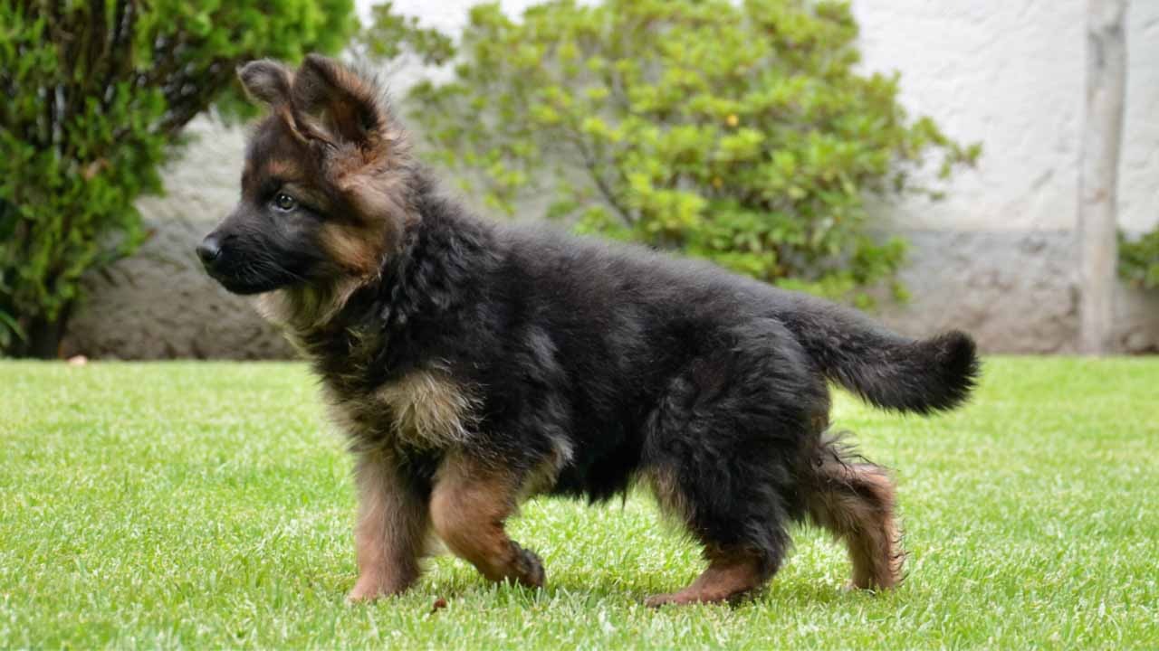 venta cachorros pastor alemán