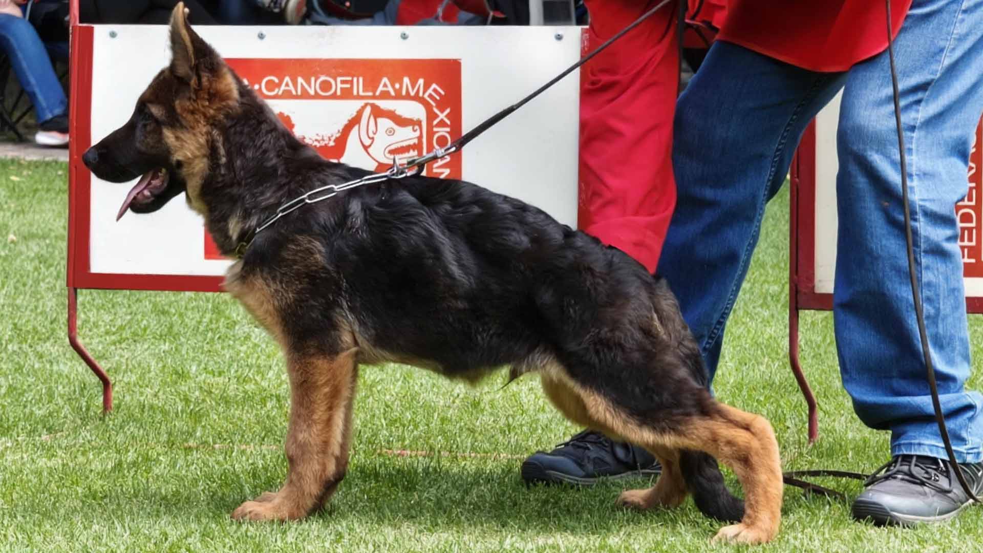 Cachorro Pastor Alemán Riko vom Garikhaus