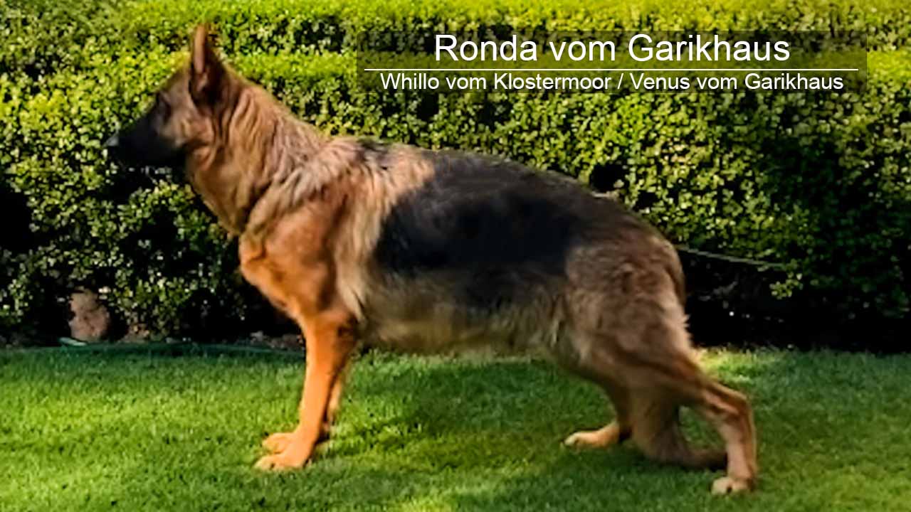 Ronda vom Garikhaus