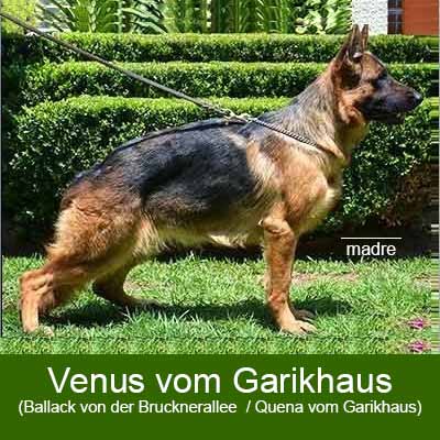 Venus Garikhaus