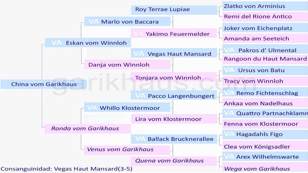 Pedigrí China vom Garikhaus