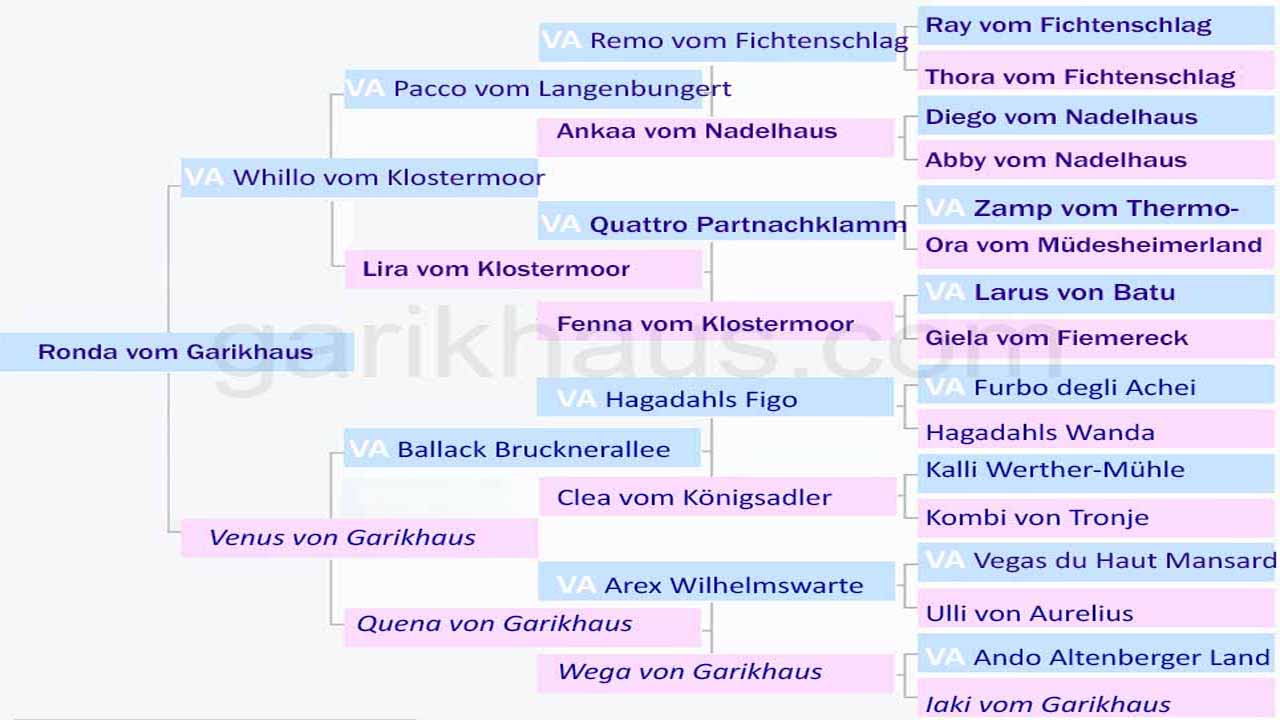 Pedigrí Ronda vom Garikhaus