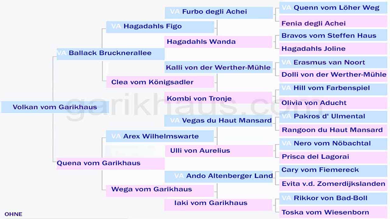 Pedigrí de Volkan vom Garikhaus